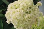 Hortensja drzewiasta 'Hayes Starburst' 
