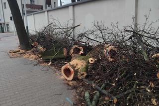 Nowa ścieżka rowerowa na al. 29 Listopada. Skończyło się rzezią drzew