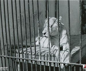 Zoo w Zamościu na starych zdjęciach