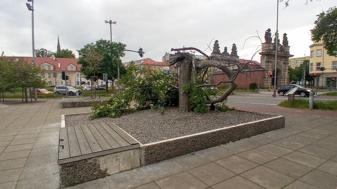 Ktoś zniszczył charakterystyczne drzewko na placu Solidarności