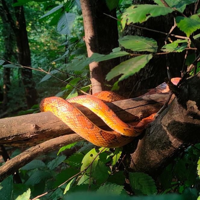 Kraków. Wąż zbożowy odłowiony w Parku Reduta. Wygrzewał się 1,5 metra nad ziemią