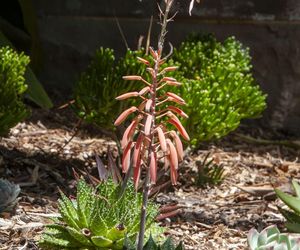 Aloes ościsty