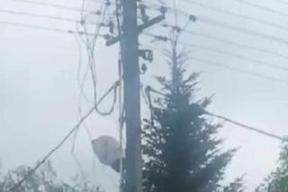 Bociany wygrały z elektrownią