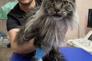 Przyszedł kot na badania