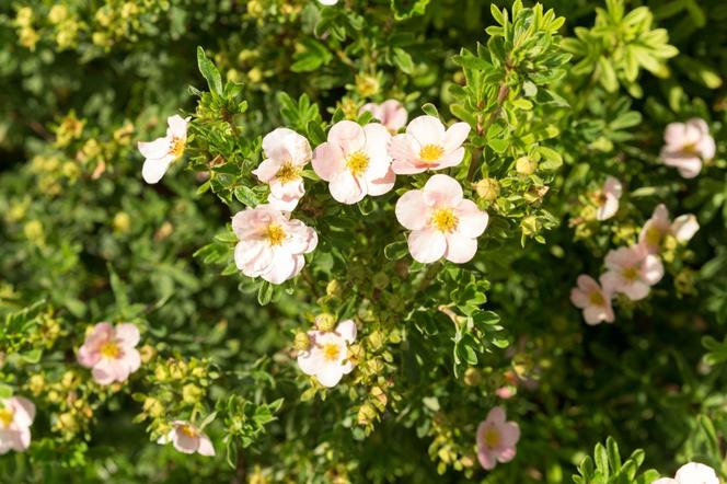 Pięciornik krzewiasty 'Pink Queen'