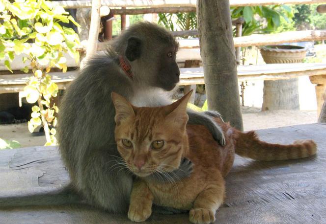 Niezwykła przyjaźń małpy z kotem