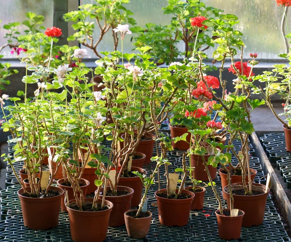 Przechowywanie pelargonii w kartonach