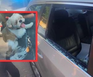 W ostatniej chwili. Policjanci wybili szybę, by uratować psa zamkniętego w BMW