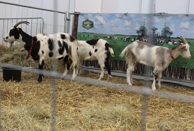 ZooPark ponownie przyciągnął do Targów Lublin tłumy miłośników zwierząt