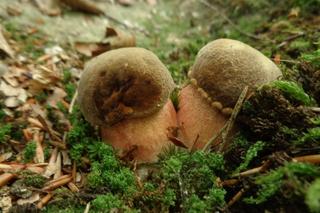 Grzybowe eldorado po deszczu na Dolnym Śląsku.  Są kolorowe borowiki i mnóstwo kurek 