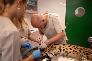 Domowy serwal u dentysty