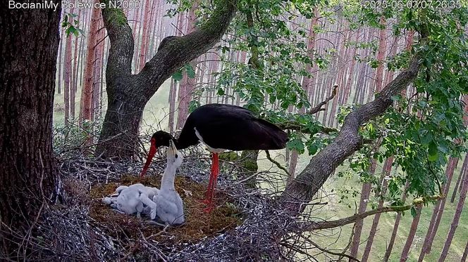 Bocian czarny wyrzucił z gniazda dwa pisklaki