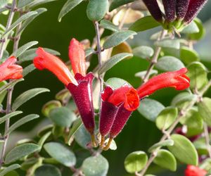 Eszynantus (Aeschynanthus)