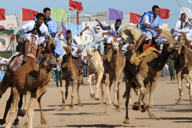 Wyścigi wielbłądów w Maroku