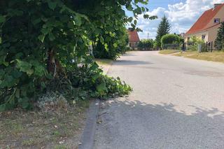 Ten trzmiel mógł ją zabić! Od tragicznej śmierci było o włos