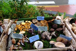 Panie z Sanepidu w Opolu Lubelskim zatroszczyły się o grzybiarzy. Przygotowały  wystawę ze świeżych grzybów, a eksponaty zebrały same!