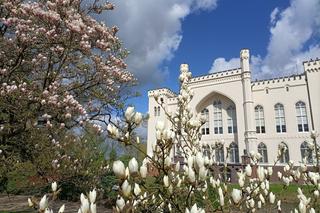 Arboretum Kórnickie zachwyca! Miłośnicy magnolii muszą się spieszyć