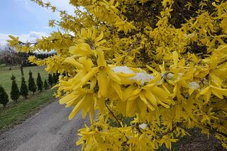 Wiosna walczy z zimą