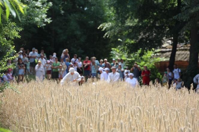 Tak wyglądało kiedyś żniwowanie na polskiej wsi