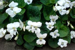 Białe kwiaty ogrodowe: fiołek