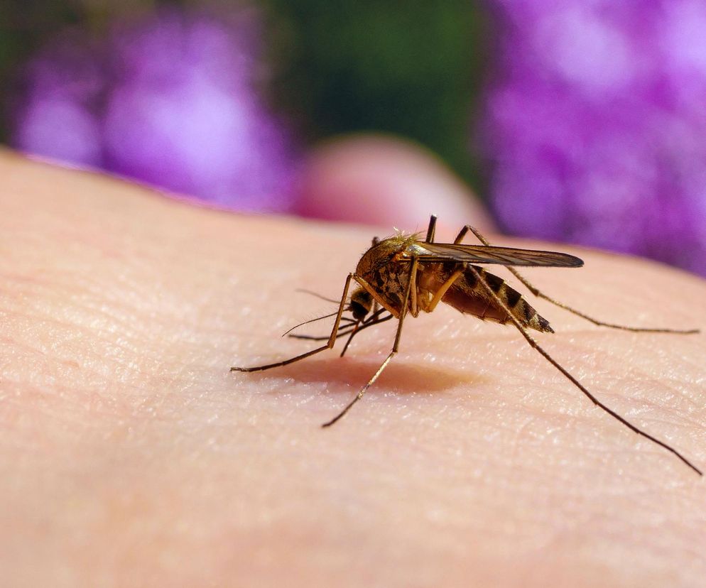 Lekarze ostrzegają przed zmutowanym pasożytem. Choroba jest niewykrywalna