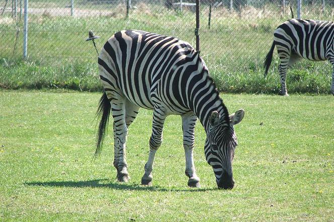 Zoo Safari w Świerkocinie zamknięte