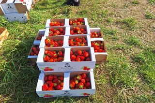 Samozbiory truskawek u Manfreda Skrzypczyka