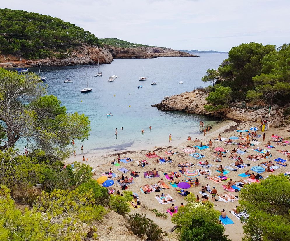 Ogromne węże na modnej wśród turystów wyspie. Odstraszają plażowiczów, bo mnóstwo ich w morzu