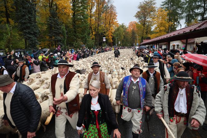 Owce opanowały Szczawnicę. Tak wyglądał redyk jesienny w małopolskim uzdrowisku