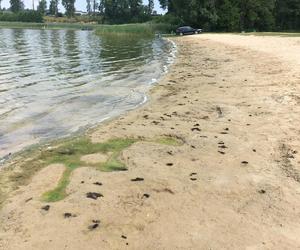 Plaża w Wąsoczu jest piękna, choć na chwilę obecną... bardzo brudna