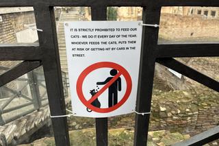 Largo Argentina w Rzymie. Koty zamieszkały w starożytnych ruinach - zobacz zdjęcia