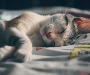 Okrutny atak w Ostrowie! Kotka nie przeżyła postrzelenia. Przejmujący apel właścicielki 