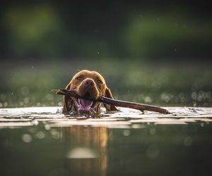 Szybki quiz o psach. To test dla prawdziwych miłośników tych zwierząt!