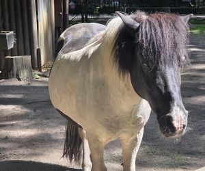 Zaglądamy do mieszkańców bydgoskiego ZOO. Kto mieszka w sercu Myślęcinka?