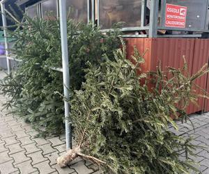 Zamość: Czas pożegnać się ze świątecznymi drzewkami