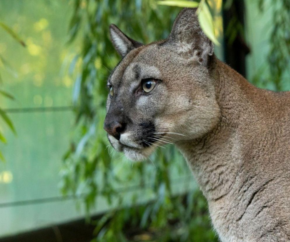 Śląskie. Trzymał pumę na własnej posesji, odmówił oddania jej do zoo. W marcu zapadnie wyrok w jego sprawie