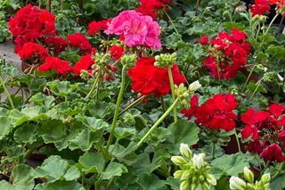Pelargonia rabatowa - piękne kwiaty na balkon i do ogrodu. Jak zadbać o pelargonie rabatowe?