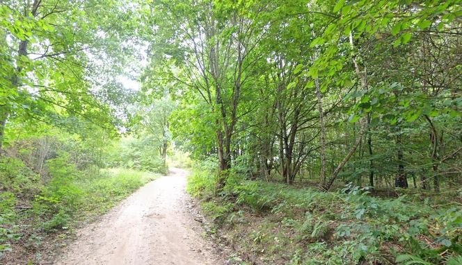 Bieszczady nie tylko na Podkarpaciu? Malowniczy region po drugiej stronie Polski 