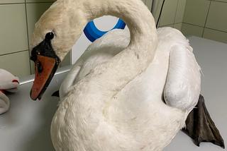 Łabędzica Lusia postrzelona w dziób i skrzydło