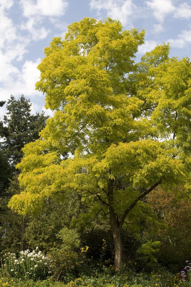 Robinia akacjowa 'Frisia' 