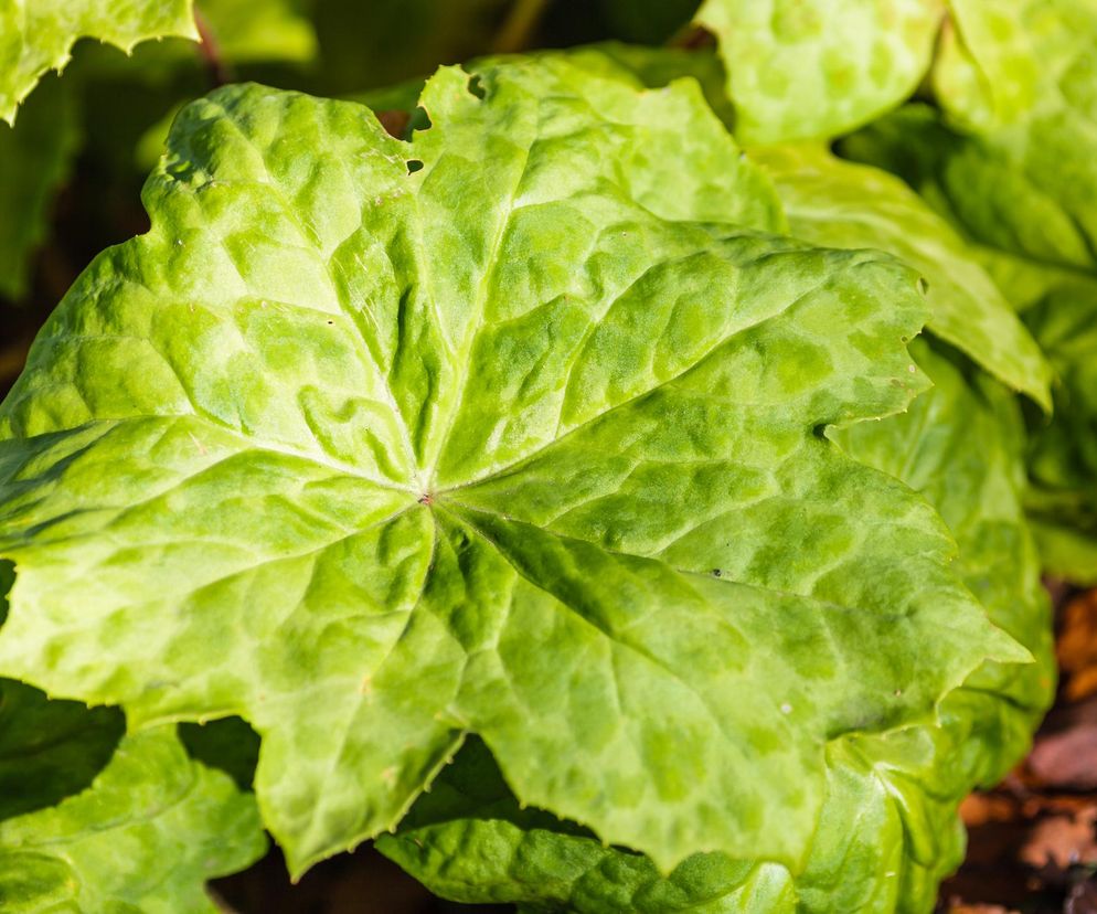 Podophyllum Spotty Dotty Stopowiec