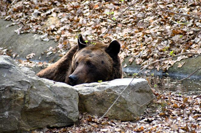 Niedźwiedzie w poznańskim ZOO wybudziły się z zimowego snu