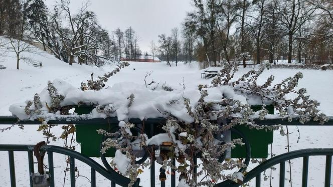 Zamojski Park pod śniegiem
