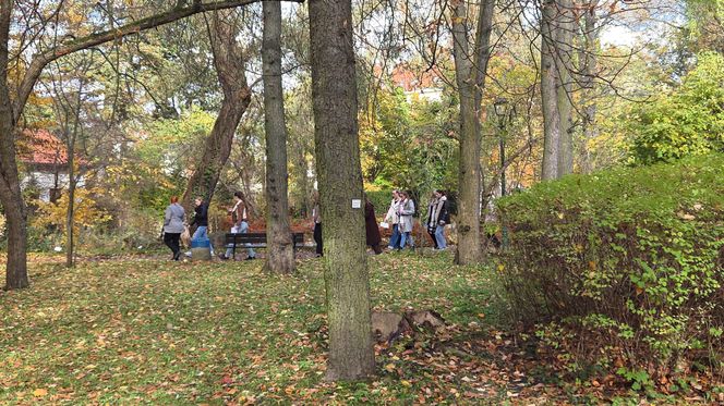 Jesień w Ogrodzie Botanicznym UKW. To ostatnia szansa na spacer wśród złotych liści!
