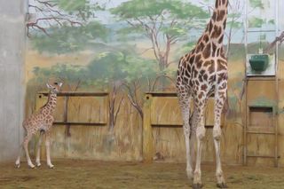 Żyrafka w zamojskim zoo