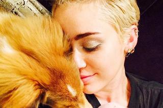 Świnia Miley Cyrus i jej ukochany pies