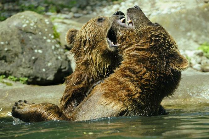 Niedźwiedzie brunatne