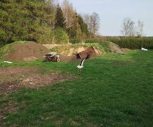 Bocian utknął w kominie