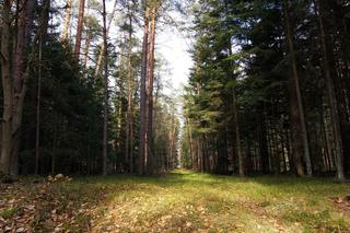 Florianka w Roztoczańskim Parku Narodowym 