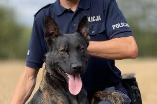 pies policyjny